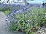 ラベンダーの花、富良野駅前にて
